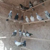 نروماده|پرنده|قم, هفت تیر|دیوار