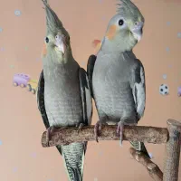 جوجه عروس هلندی