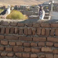 یه‌جفت‌کفتر