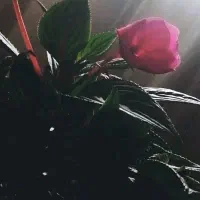 وام