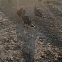 دوعدد بوق کردی اصل ماده