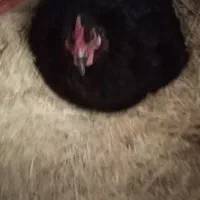 یک مرغ کرک با یازده تخم بوقلمون زیرش