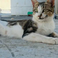 حیوانات کالا نیستند به سرپرستی بگیریم