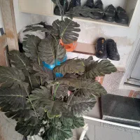 گل مصنوعی