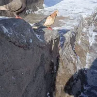 کفتر|پرنده|ضیاء آباد, |دیوار