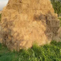 علف باغی پرسی ۹۰ سانتی
