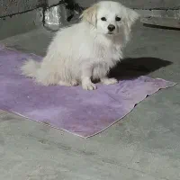 سگ پاکوتا