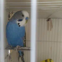 مرغ عشق انگلسی جفتی 400