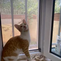 واگذاری گربه نارنجی و پلنگی