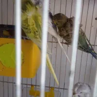 مرغ عشق پروانه ای، فنچ|پرنده|تبریز, |دیوار