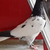 کله سیاه ماده