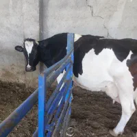 گاو