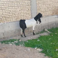 بز افغانی اصلی|حیوانات مزرعه|دزفول, |دیوار