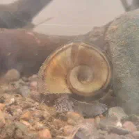 سه عدد حلزون