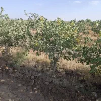 فروش باغ پسته با اب