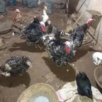 بوقلمون‌جوان|حیوانات مزرعه|بوئین زهرا, |دیوار