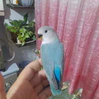 طوطی برزیلی ،گاز نمیگیرن نر،ماده