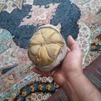 سنگ فسیلی|کلکسیون اشیاء عتیقه|گرگان, |دیوار