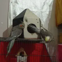 جفت عروس ابلغ سینامون