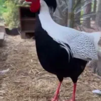 خروس تزئینی سیلور