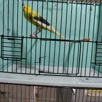 قناری رسمی بلند