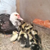 اردک اسراییلی ماده بالغ تخم گذار