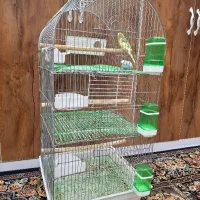 یک جفت مرغ عشق مولد با قفس بزرگ طبقه بندی شده