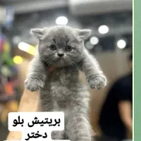 اصیل ترین گربه ها