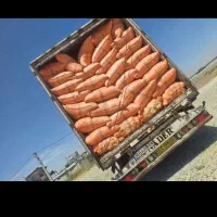 کاه گندم دیم