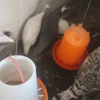 مرغ شاخدار