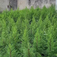 فروش نهال لاوسون نایلکسی و سطلی، ریشه پرس و سالم|گل و گیاه طبیعی|چالوس, |دیوار