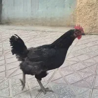 دو عدد خروس زیبا، هیکلی ومرغ جمع کن ویک مرغ بلک کپ|حیوانات مزرعه|فولادشهر, B1|دیوار