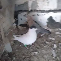 کفتر|پرنده|شیروان (خراسان), |دیوار