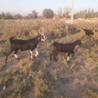 بزاصیل درشت دوقلو زا|حیوانات مزرعه|ماهدشت, |دیوار