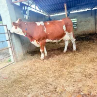 گاو قرمز تلقیح شده شیری