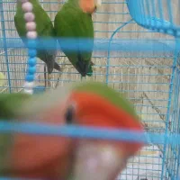 پرنده|پرنده|بابلسر, |دیوار