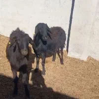 شیشک قره قزل|حیوانات مزرعه|شاهرود, |دیوار