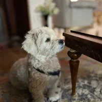 توله سگ شیتزو برای واگذاری|سگ|تربت جام, پاسداران|دیوار