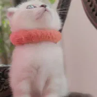 کوچولو ناز اسکاتیش فولد|گربه|ساری, |دیوار