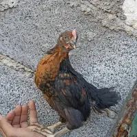 جوجه محلی پاسیاه قیمت 85هزار تومان