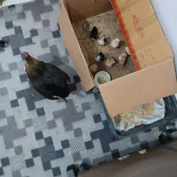 فروش مرغ و جوجه