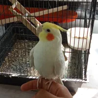 یک جفت عروس هلندی