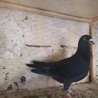 تعدادی کبوتر یا کفتر|پرنده|مشهد, شهید قربانی|دیوار