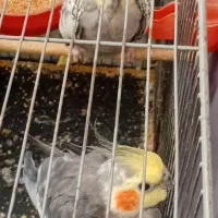 یک جفت عروس هلندی