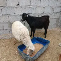 غوچ و نری دانه ۱۲کیلو گوشت