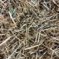 ۳ شیلیف کاه(علف کوبیده شده)