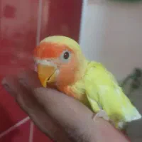 فروش برزیلی دسی|پرنده|داراب, |دیوار