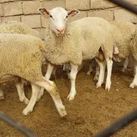 بره نر . قوچ رومن