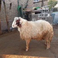 قوچ|حیوانات مزرعه|اسلامآباد غرب, |دیوار