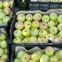 باغچه (جاده دانشگاه)